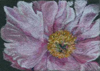 "1st Tree Peony" by Jacqueline Martindale, Sun Prairie WI - Colored Pencil (NFS)